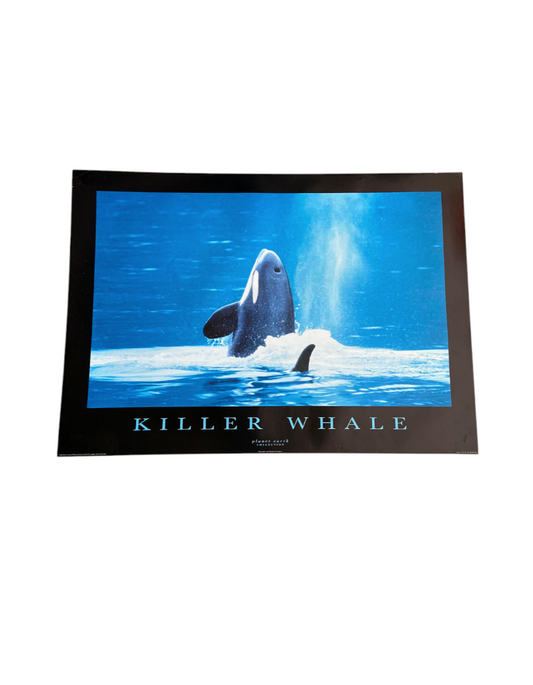 Killer Whale Nature poster